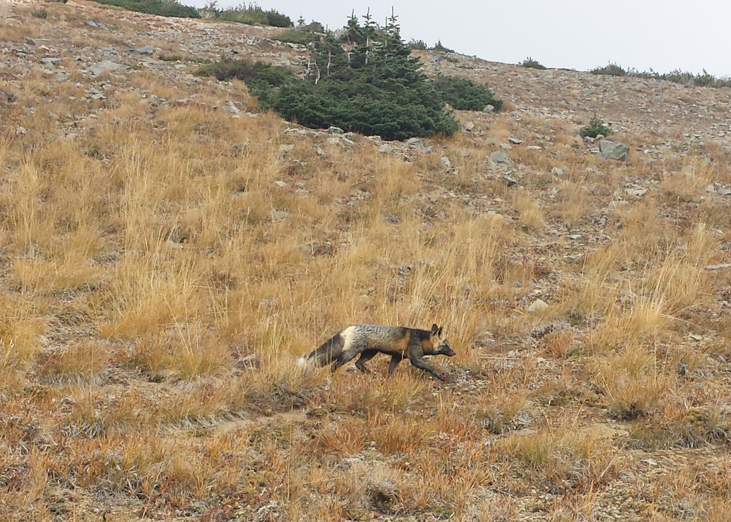 fox croppped